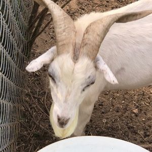 Meet your Posher, Seth